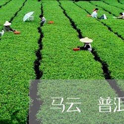 马云 普洱茶/2023042939747